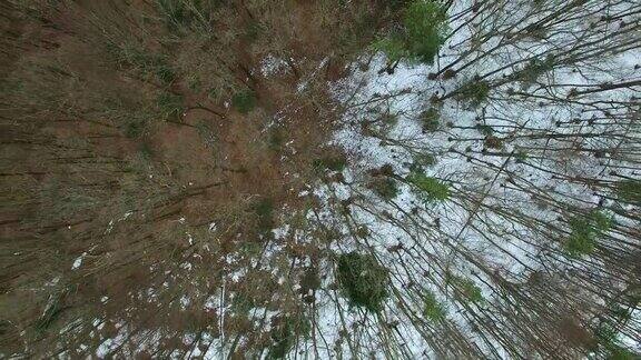 空中的森林树木在冬天自上而下