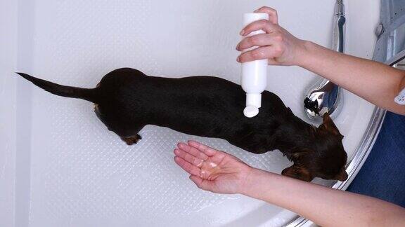 一位妇女在洗澡时给她的小狗洗澡