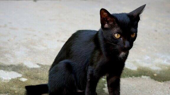 流浪黑猫
