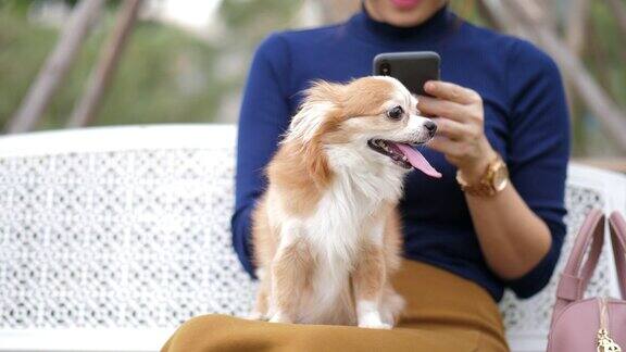 使用智能手机触屏与可爱的宠物狗