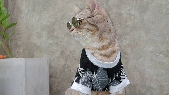 虎斑猫头shot戴眼镜和t恤