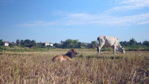 一头白母牛在田野里吃草旁边是一头躺在地上的棕色小牛