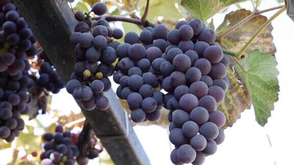 成熟的伊莎贝拉葡萄或葡萄的分枝秋天是葡萄收获的季节