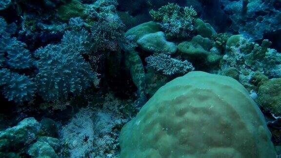 石斑鱼生活在珊瑚中