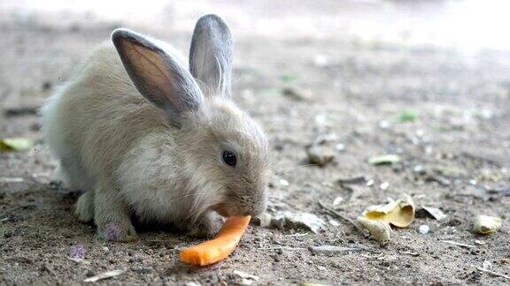 喂兔子兔子在地上吃东西