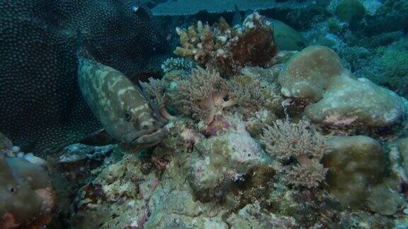 石斑鱼珊瑚礁