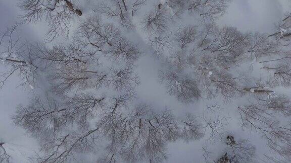 天线:冬季森林上空的飞行松树被雪覆盖