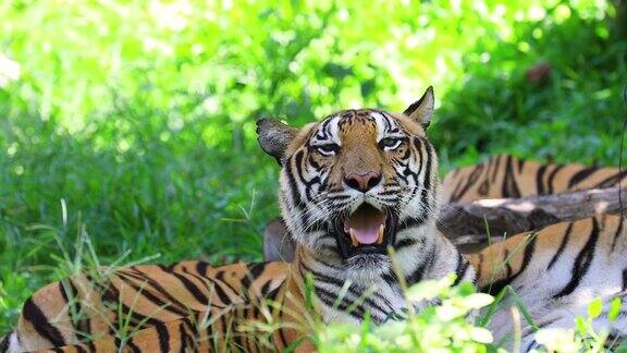 野生成年老虎躺在自然栖息地的地上