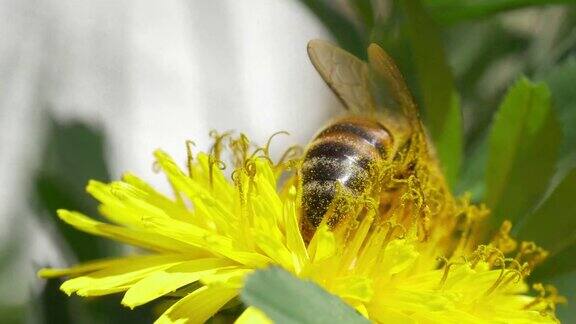 黄花上的黄蜂