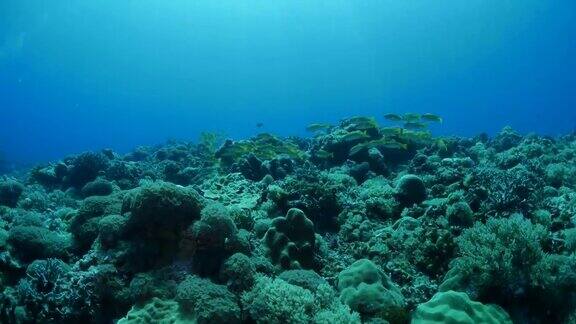 一群在珊瑚礁中游泳的鲷鱼