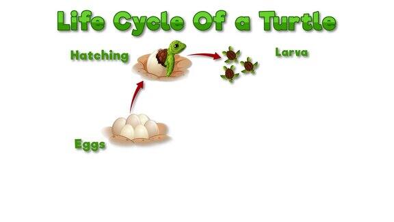 乌龟生命周期动画