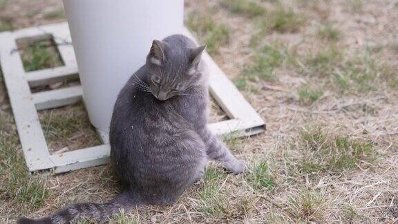 灰猫躺在草地上