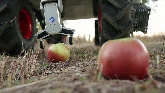 B-roll农业机器人机械臂在地上摘苹果