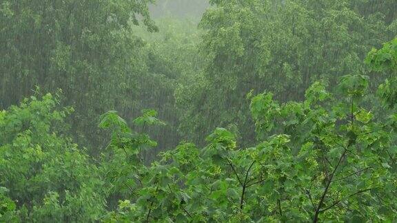 大雨把森林里的树淋得很厉害