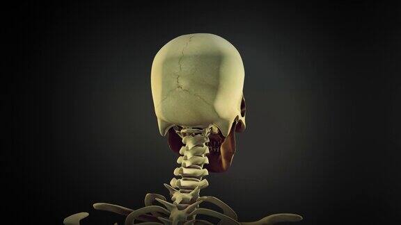 人体头骨解剖动画背景可循环
