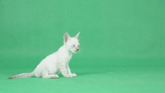 绿色屏幕上的4K白猫