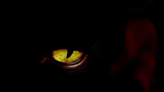 一只眼睛非常黄的黑猫的4K照片
