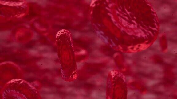 血液中的红细胞