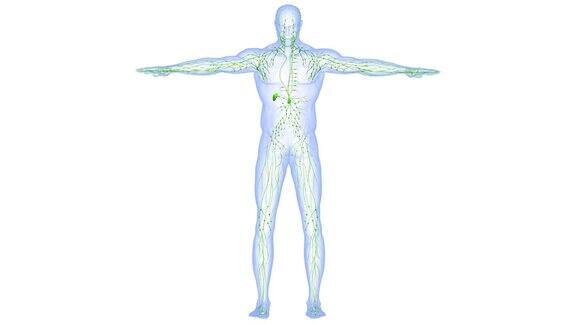 人体内部系统淋巴结解剖动画概念
