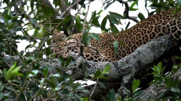 肯尼亚马赛马拉国家公园树上的梳理豹