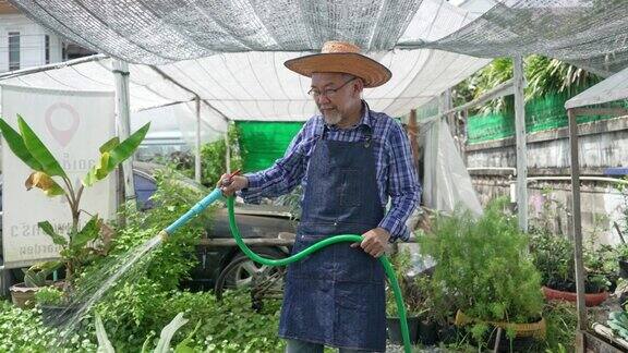本土生产肖像长者园丁喷洒水在有机蔬菜植物在后院高级农民在社区花园收割新鲜作物