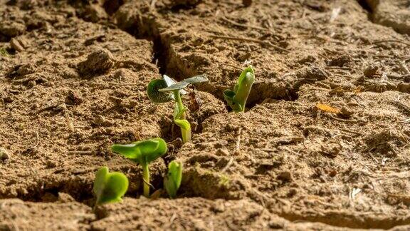 新生命沙漠干旱植物生长时间流逝
