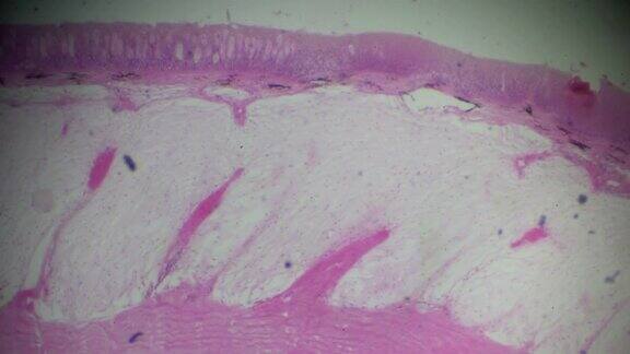 显微镜下的鱼皮横切面