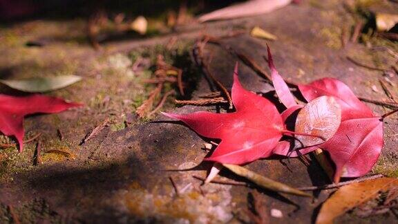 秋天的背景绿色的地面上覆盖着红色的枫树叶