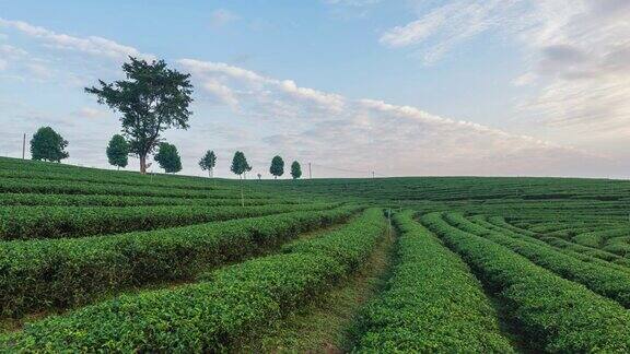 4K延时:茶园背景茶园在晨曦中美丽缩小