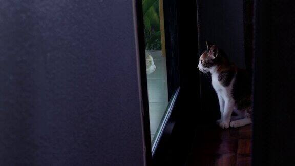 孤独的猫从门口往外看