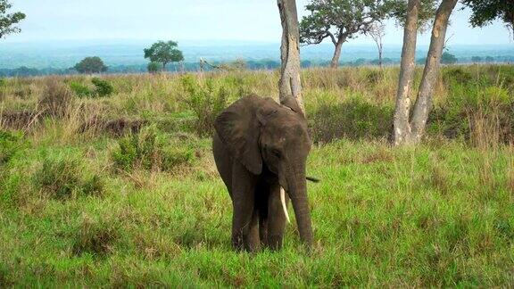 非洲大草原上的小象正在吃草