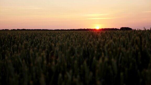 夕阳照耀着农田里绿色的小麦叶片