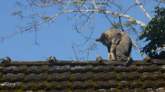 猫在屋顶上清理身体