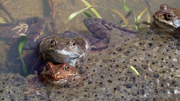 普通蛙(Ranatemporaria)又称欧洲普通蛙在池塘里生有山蛙卵青蛙产卵繁殖