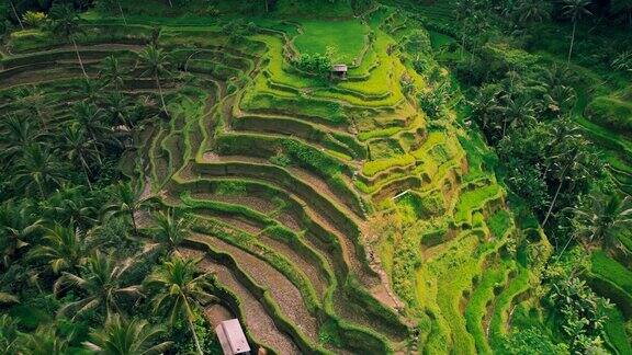 水稻梯田绿色田野Tegallalang巴厘岛印度尼西亚