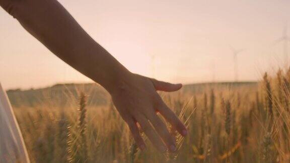 女士的手抚摸着麦田里的小麦穗与风力涡轮机在远处