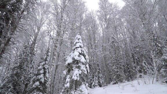 冬天森林里的降雪