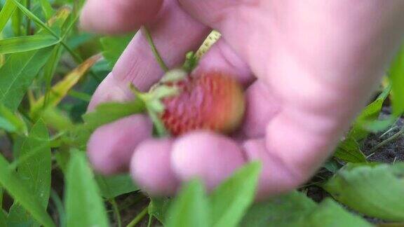 手在花园里摘熟了4k宏的草莓
