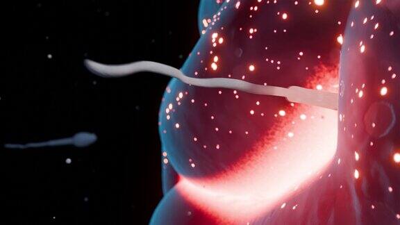 人类精子和卵细胞的受精