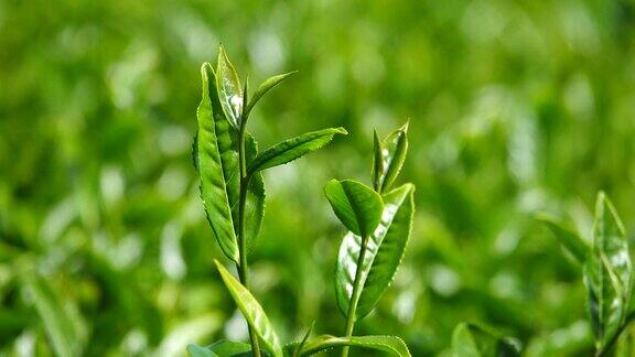 绿茶的叶子和芽