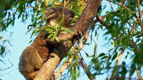 考拉澳大利亚的树熊在树上爬吃面对面的看着在澳大利亚的强风中移动