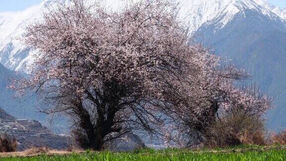 青稞地里的桃树开满了花