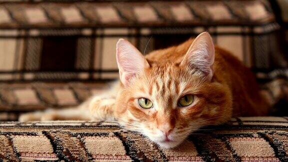 懒懒的红猫躺在沙发上眼睛直视前方