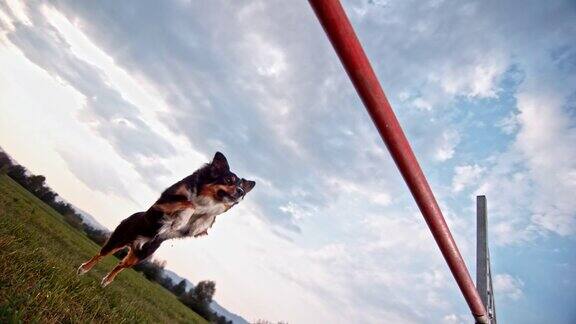 SLOMO边境牧羊犬跳栏