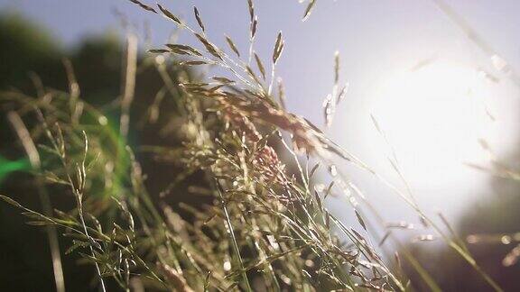 阳光在草地上