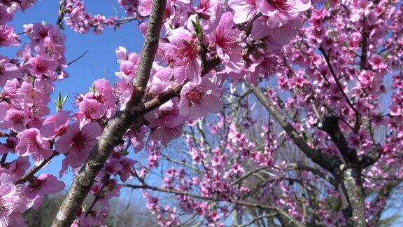 春天穿过粉红色的花朵