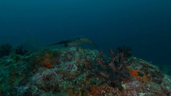 巨型大理石鳐鱼海底