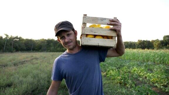 一个年轻的农民正带着一盒有机南瓜在田里