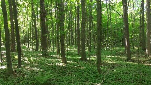 向前走穿过美丽、浓密、绿色的加拿大森林