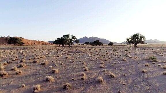 日落时分的纳米比亚沙漠道路和树木的鸟瞰图